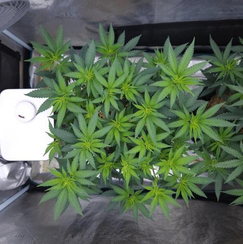 Romdog/Garlic Fever LSO + Organics !. Week 7 - Garlic Fever (Day 46)