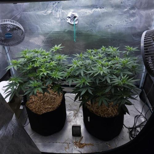 Romdog/Garlic Fever LSO + Organics !. Week 7 - 08/04/26