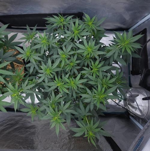 Romdog/Garlic Fever LSO + Organics !. Week 7 - Romdog (Day 47)