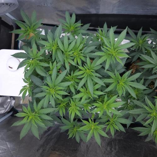 Romdog/Garlic Fever LSO + Organics !. Week 7 - Garlic Fever (Day 47)