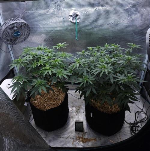 Romdog/Garlic Fever LSO + Organics !. Week 7 - 08/05/26