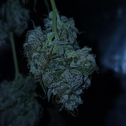 Butterbean Birdseed - Fast Flowering LSO. Week 19 - Faster Master HARVEST