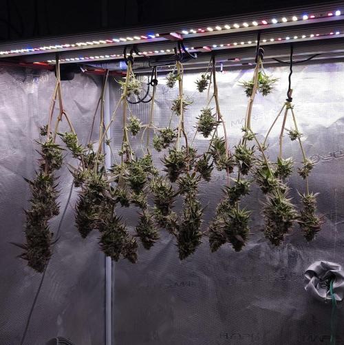 Butterbean Birdseed - Fast Flowering LSO. Week 19 - Faster Master HARVEST