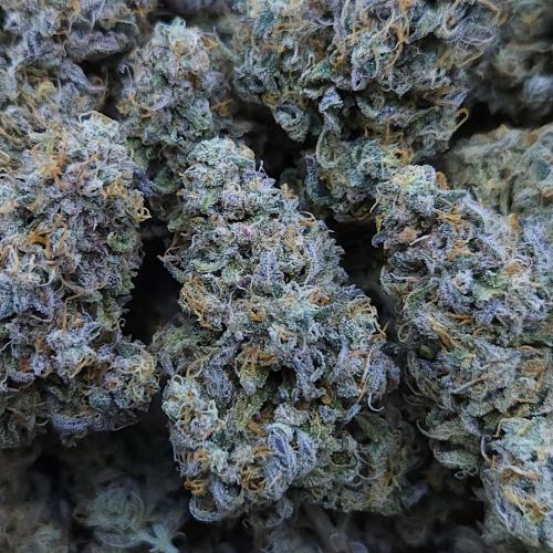 Butterbean Birdseed - Fast Flowering LSO. Week 19 - Faster Master HARVEST
