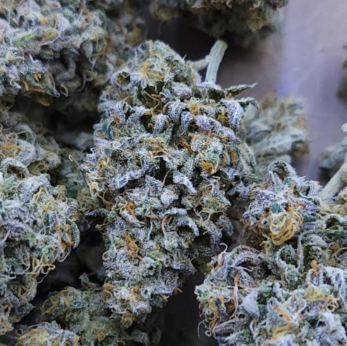 Butterbean Birdseed - Fast Flowering LSO. Week 19 - Faster Master HARVEST