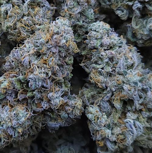 Butterbean Birdseed - Fast Flowering LSO. Week 19 - Faster Master HARVEST