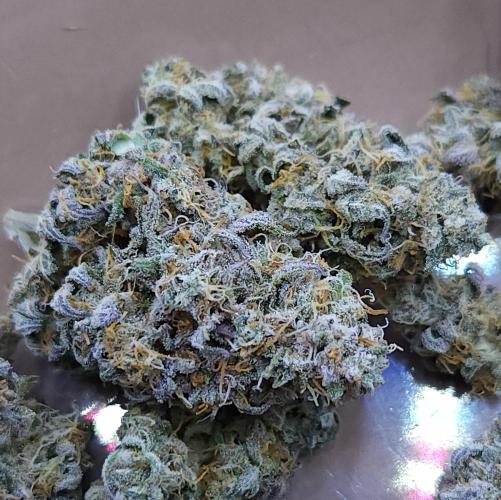 Butterbean Birdseed - Fast Flowering LSO. Week 19 - Faster Master HARVEST
