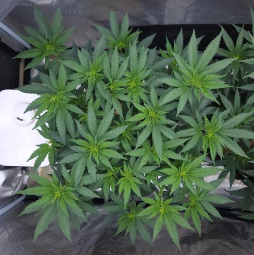Romdog/Garlic Fever LSO + Organics !. Week 8 - Garlic Fever (Day 48)