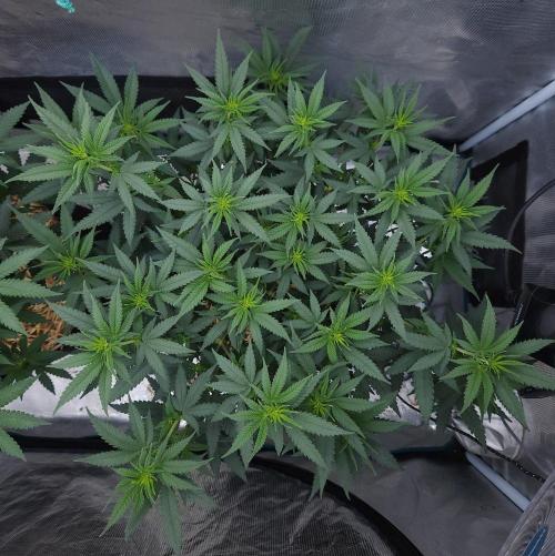 Romdog/Garlic Fever LSO + Organics !. Week 8 - Romdog (Day 48)