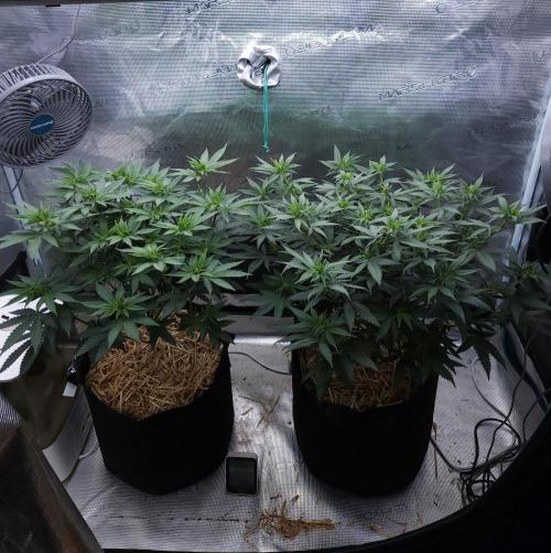 Romdog/Garlic Fever LSO + Organics !. Week 8 - 08/06/26