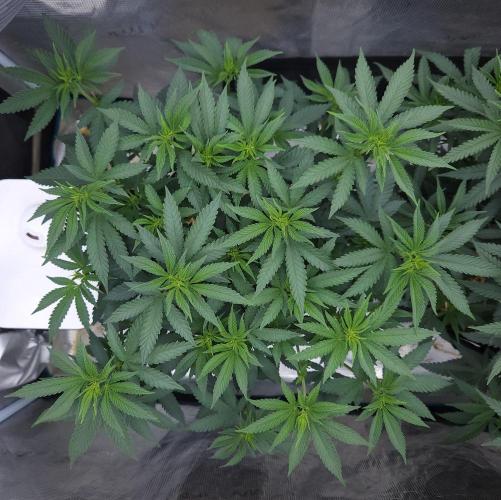 Romdog/Garlic Fever LSO + Organics !. Week 8 - Garlic Fever (Day 49)