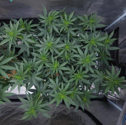 Romdog/Garlic Fever LSO + Organics !. Week 8 - Romdog (Day 49)