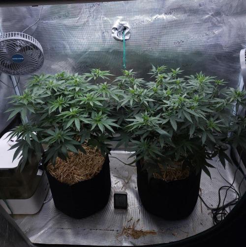Romdog/Garlic Fever LSO + Organics !. Week 8 - 08/07/26
