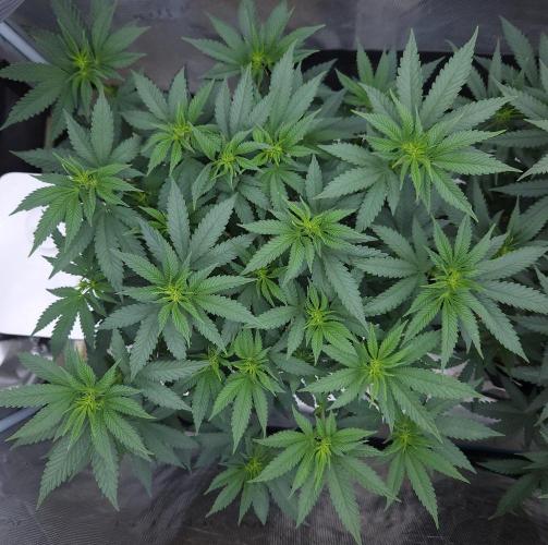 Romdog/Garlic Fever LSO + Organics !. Week 8 - Garlic Fever (Day 50)
