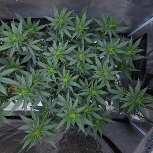 Romdog/Garlic Fever LSO + Organics !. Week 8 - Romdog (Day 50)