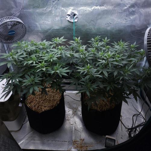 Romdog/Garlic Fever LSO + Organics !. Week 8 - 08/08/26
