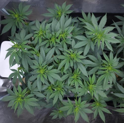 Romdog/Garlic Fever LSO + Organics !. Week 8 - Garlic Fever (Day 51)