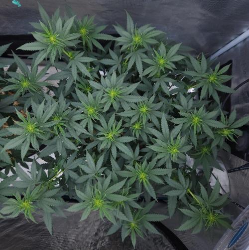 Romdog/Garlic Fever LSO + Organics !. Week 8 - Romdog (Day 51)