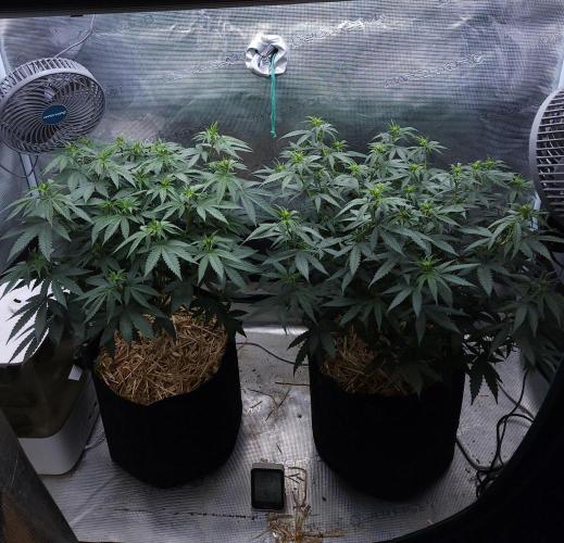 Romdog/Garlic Fever LSO + Organics !. Week 8 - 08/09/26