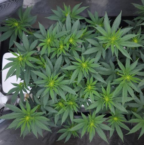 Romdog/Garlic Fever LSO + Organics !. Week 8 - Garlic Fever (Day 52)