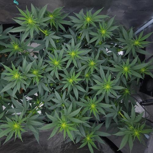 Romdog/Garlic Fever LSO + Organics !. Week 8 - Romdog (Day 52)