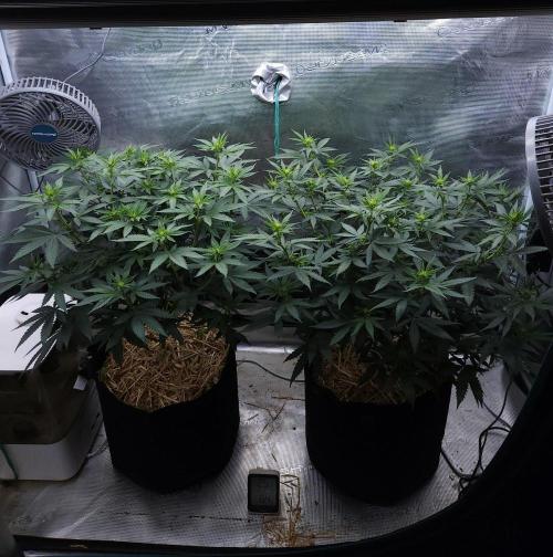 Romdog/Garlic Fever LSO + Organics !. Week 8 - 08/10/26