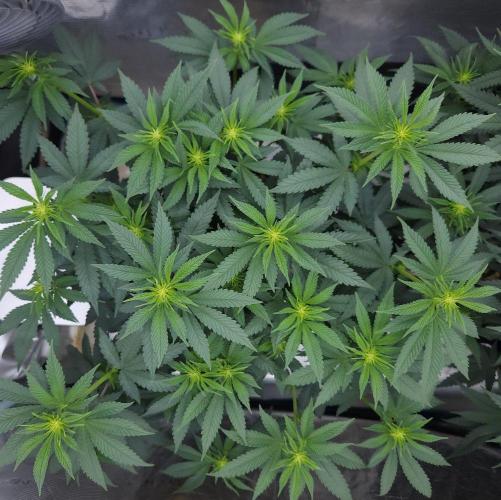 Romdog/Garlic Fever LSO + Organics !. Week 8 - Garlic Fever (Day 53)