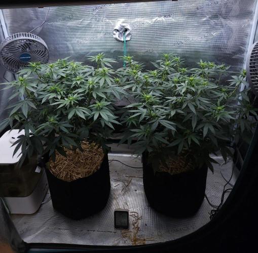 Romdog/Garlic Fever LSO + Organics !. Week 8 - 08/11/26
