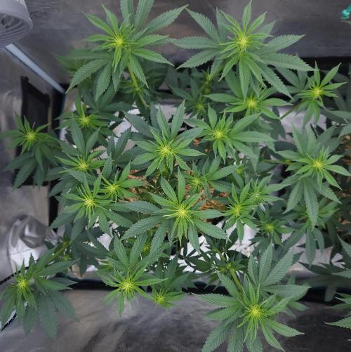Romdog/Garlic Fever LSO + Organics !. Week 8 - Garlic Fever (Day 54)