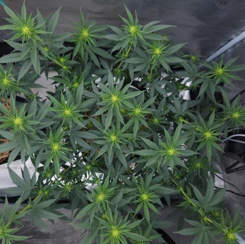 Romdog/Garlic Fever LSO + Organics !. Week 8 - Romdog (Day 54)