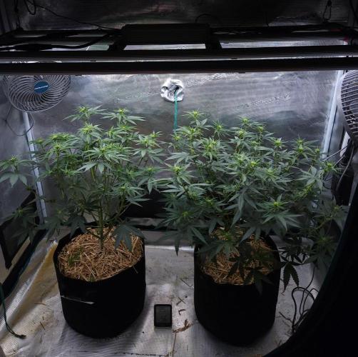 Romdog/Garlic Fever LSO + Organics !. Week 8 - 08/12/26