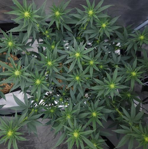 Romdog/Garlic Fever LSO + Organics !. Week 9 - Romdog (Day 55)