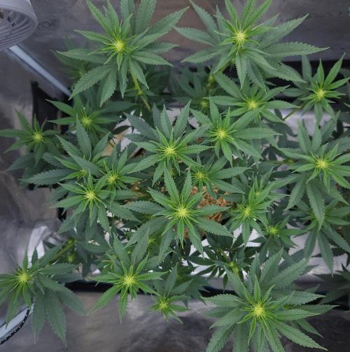 Romdog/Garlic Fever LSO + Organics !. Week 9 - Garlic Fever (Day 55)