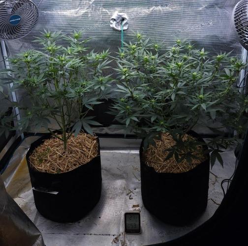 Romdog/Garlic Fever LSO + Organics !. Week 9 - 08/13/26