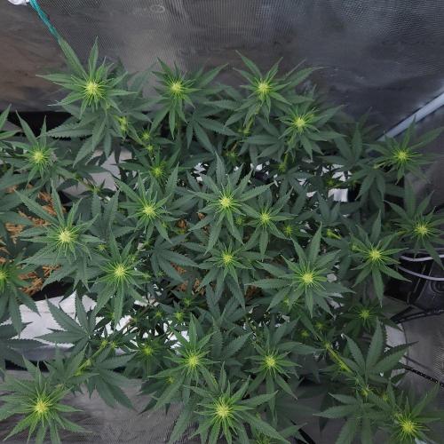 Romdog/Garlic Fever LSO + Organics !. Week 9 - Romdog (Day 56)