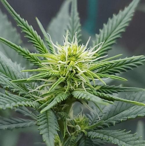 Romdog/Garlic Fever LSO + Organics !. Week 9 - Romdog (Day 56)
