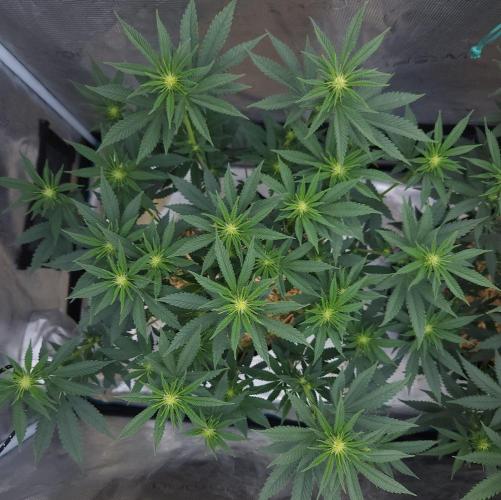 Romdog/Garlic Fever LSO + Organics !. Week 9 - Garlic Fever (Day 56)