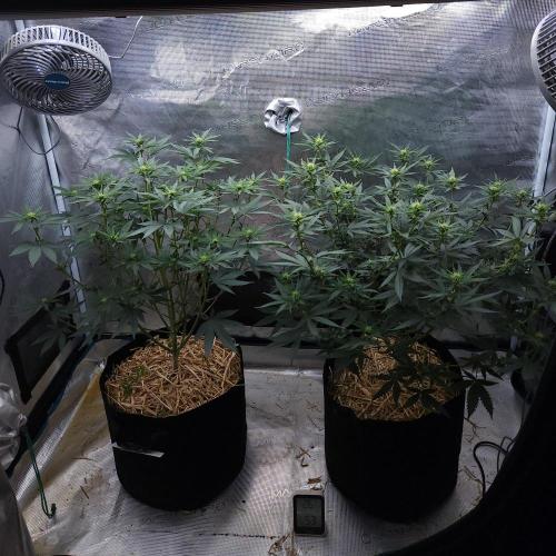 Romdog/Garlic Fever LSO + Organics !. Week 9 - 08/14/26