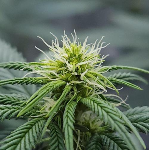 Romdog/Garlic Fever LSO + Organics !. Week 9 - Romdog (Day 57)