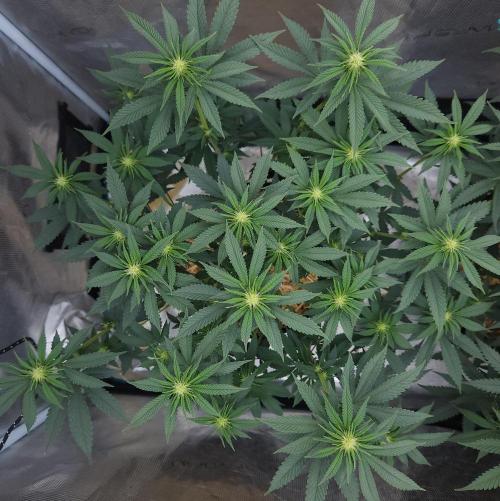 Romdog/Garlic Fever LSO + Organics !. Week 9 - Garlic Fever (Day 57)