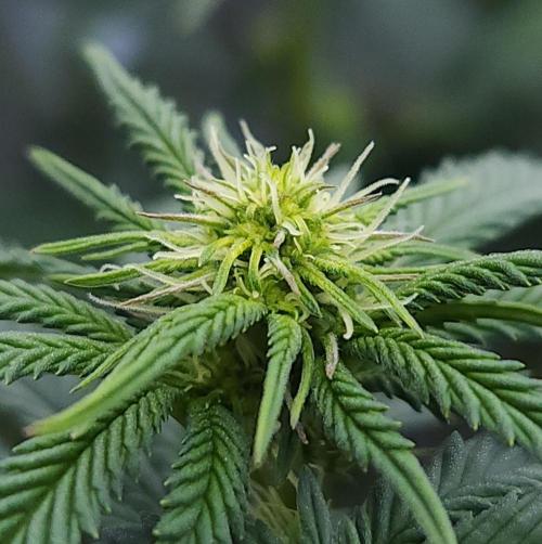 Romdog/Garlic Fever LSO + Organics !. Week 9 - Garlic Fever (Day 57)