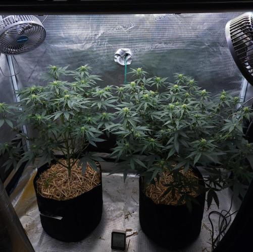 Romdog/Garlic Fever LSO + Organics !. Week 9 - 08/15/26