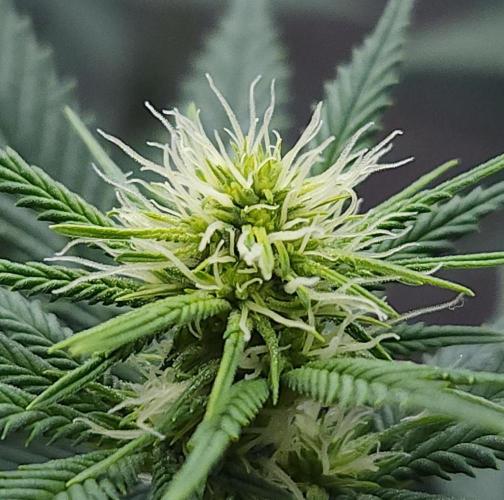 Romdog/Garlic Fever LSO + Organics !. Week 9 - Romdog (Day 58)