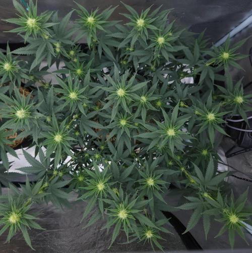 Romdog/Garlic Fever LSO + Organics !. Week 9 - Romdog (Day 58)
