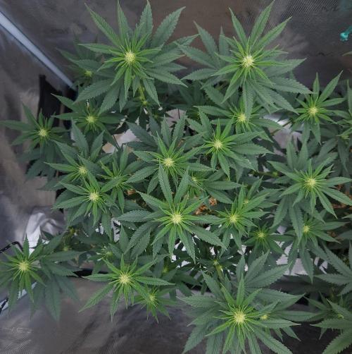 Romdog/Garlic Fever LSO + Organics !. Week 9 - Garlic Fever (Day 58)