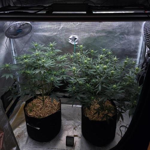Romdog/Garlic Fever LSO + Organics !. Week 9 - 08/16/26