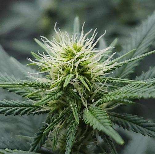 Romdog/Garlic Fever LSO + Organics !. Week 9 - Romdog (Day 59)