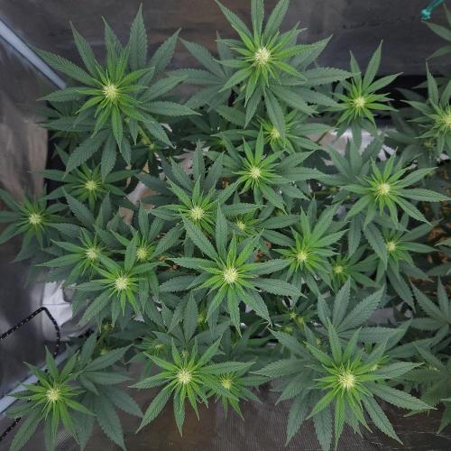 Romdog/Garlic Fever LSO + Organics !. Week 9 - Garlic Fever (Day 59)