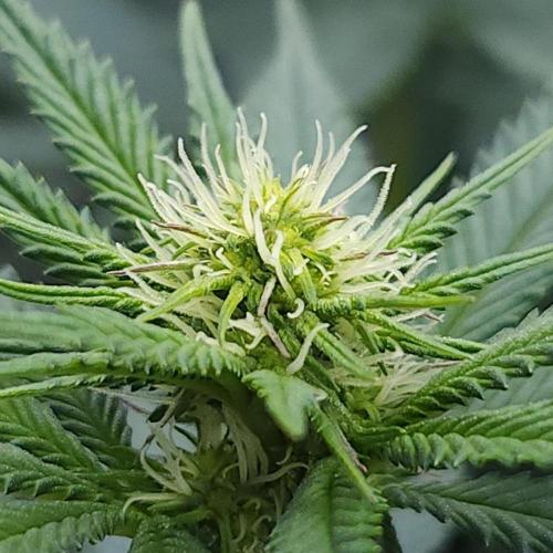 Romdog/Garlic Fever LSO + Organics !. Week 9 - Garlic Fever (Day 59)