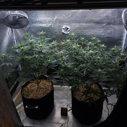 Romdog/Garlic Fever LSO + Organics !. Week 9 - 08/17/26